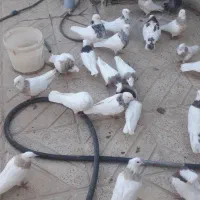 کبوتر طوقی|پرنده|سنندج, |دیوار