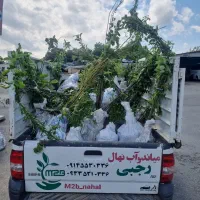 توزیع و ارائه نهال سیب سبز|خدمات باغبانی و درختکاری|میانه, |دیوار