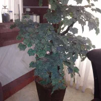 گلدون با گل بلند