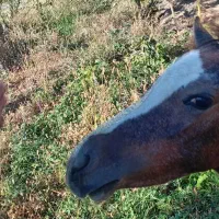 کره اسب عربی 4 ماهه