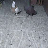 کفتر طوقی زرد گلی