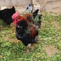 مرغ و خروس|حیوانات مزرعه|تهران, دستغیب|دیوار