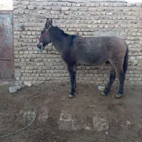 قاطرباری|اسب و تجهیزات اسب‌سواری|الیگودرز, |دیوار