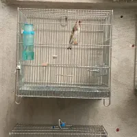 سهره جوجه قفس