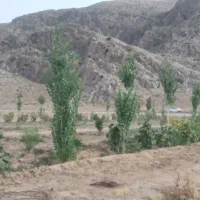 ۲۰۰۰متر باغ|فروش زمین و ملک کلنگی|سیدان, |دیوار