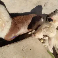 گوسفند فروشی|حیوانات مزرعه|سرپل ذهاب, |دیوار