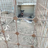 سگ نگهبان|سگ|زاهدان, |دیوار