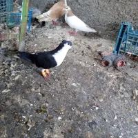 اسباب بازی پرنده