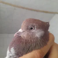 شکار شب بلندی|حیوانات|قم, باسکول|دیوار