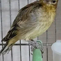 جوجه سهره قناری سرخ