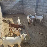 تعدادی کهره نر چاق پلم|حیوانات مزرعه|مهران (هرمزگان), |دیوار