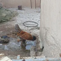 خروس سلطان