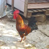 مرغ وخروس