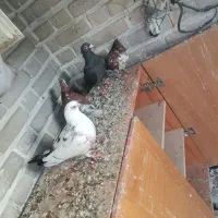 کبوتر معاوضه