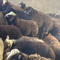 گوسفند زنده