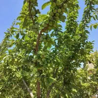 باغتومحصولاتت رونجات بده