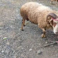 فروش یک عدد قوچ