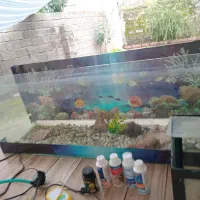 آکواریوم|ماهی|لشت نشا, |دیوار