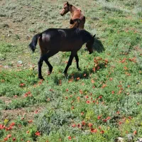 اسب|اسب و تجهیزات اسب‌سواری|مرند, |دیوار