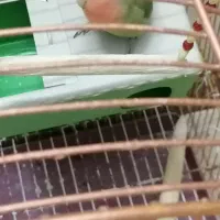 طوطی برزیلی نر|پرنده|اسلامشهر, شهرک مهدیه|دیوار