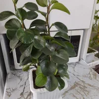 فروش گل|گل و گیاه طبیعی|تهران, شهرک چیتگر|دیوار