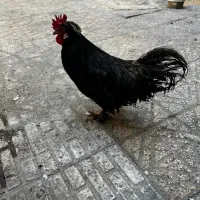 خروس فروشی مینیاتوری و بزرگ فروش خروس