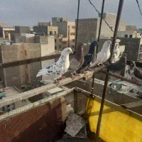کفتر کبوتر غریبگیری
