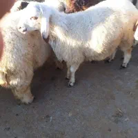 گوسفند زنده گوشتدار