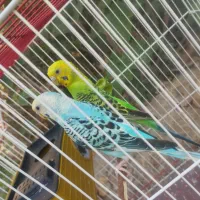 مرغ عشق تازه پر ریزی کرده فروش به دلیل  ساخت و ساز