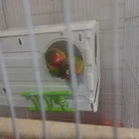 طوطی برزیلی  همراه با وسایل|پرنده|محمدیه-قزوین, |دیوار