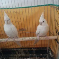 جفت عروس هلندی آلبینو مولد