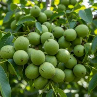 فروش نهال گردو فرنور در مشهد