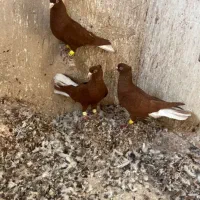 کبوترسرخ دم سفید|پرنده|اقبالیه, |دیوار