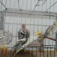 ۲جفت عروس هلندی روی تخم|پرنده|اردبیل, |دیوار