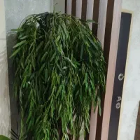 درختچه بیدمجنون