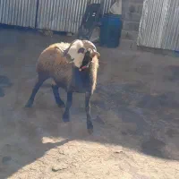 قوچ|حیوانات مزرعه|بوئین و میاندشت, |دیوار