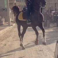 فروشی