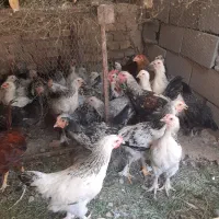 مرغ وخروس برهمان|حیوانات مزرعه|مهریز, |دیوار