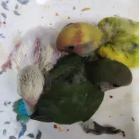 کوتوله برزیلی|پرنده|جهرم, |دیوار