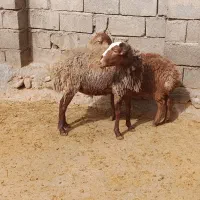 قوچ.بره ماده مغان.گوسفند نر .بز .بزغاله