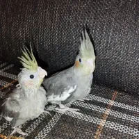 جوجه عروس هلندی