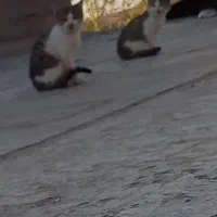 واگذاری ۲تا بچه گربه خانگی با مادرش