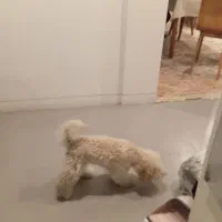 سگ نژاد پودل اصل|سگ|شیراز, ارم|دیوار