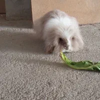 خرگوش لوپ هلندی