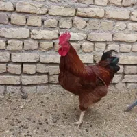 حیوانات