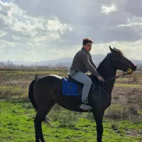 اسب دو خون ترکیه|اسب و تجهیزات اسبسواری|خوی, |دیوار