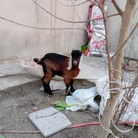 بزغاله پاکستانی علفخور