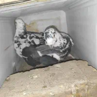 تعدادی کبوتر بزک تهرونی کاشونی شازده پلاکی|پرنده|شهرضا, |دیوار