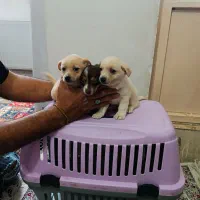 شیواوا|سگ|قرچک, پویینک|دیوار