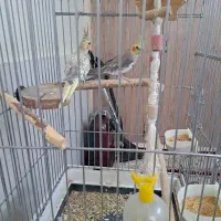 عروس هلندی جفت سالم وسرحال|پرنده|اسلامشهر, شهرک مهدیه|دیوار